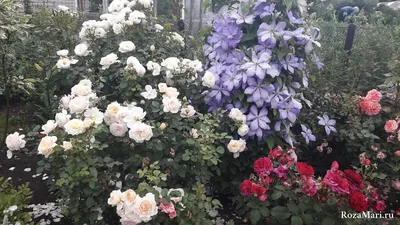 Надежные сорта роз для сибирского сада | Розовый сибирский сад | Дзен