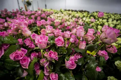 Как вырастить розы в Сибири: бухгалтер из Тюмени вырастила на даче розовый  сад - 4 августа 2022 - 72.ru