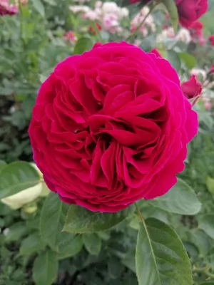 Роза Rósa Pestraja Fantazija - купить саженцы цветов в интернет-магазине  «Сады Семирамиды»