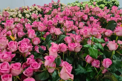 Как правильно укрыть розы - опыт из Сибири - Энциклопедия - Всё о цветах  для Вашего сада