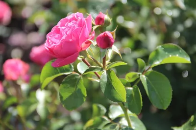 Сорт розы Рококо - ВикиРоз - Энциклопедия роз