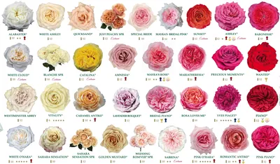Розы Александра Фармс – блог Leto Flowers