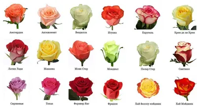 Основные сорта роз подсказка начинающему садоводу | https://agro-sales.ru |  Дзен