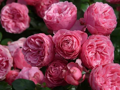 Самые ароматные сорта роз Д. Остина