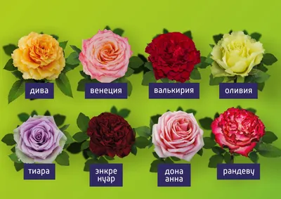 Саженцы роз - сорта на любой вкус — Новость на сайте питомника Веры Глуховой