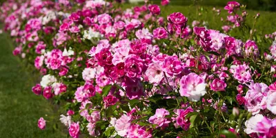 У меня в саду 42 сорта роз, но роза моей мечты ещё впереди | Дневник  отчаянных пенсионеров | Дзен