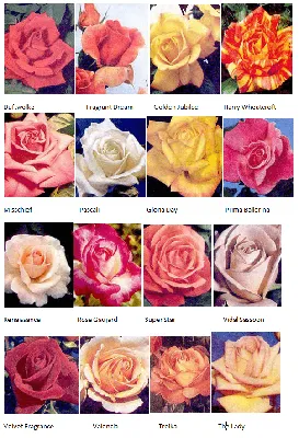 Зимостойкие виды и сорта роз фото и названия