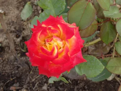 Май Харт: 15 алых роз сорта Нина по цене 6695 ₽ - купить в RoseMarkt с  доставкой по Санкт-Петербургу