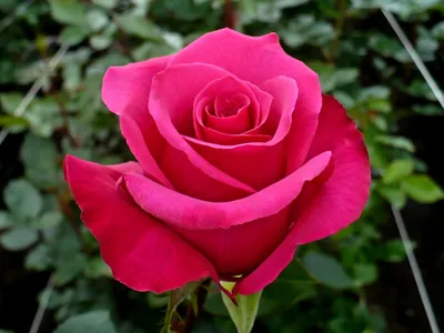 Купить Розы пионовидные срезочные. Сорта ПРЕМИУМ класса | VIA ROSA