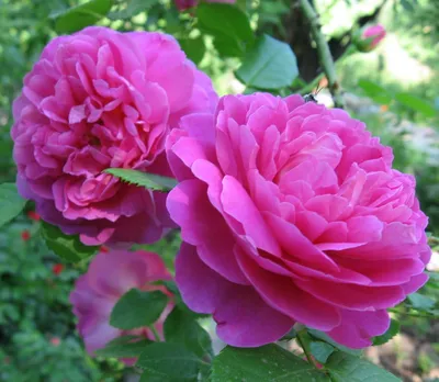 25 кустовых белых роз сорта Сноу Бабл 40см| купить недорого | доставка по  Москве и области | Roza4u.ru
