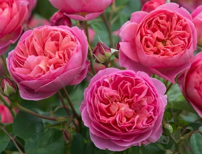 Морозостойкие сорта роз, которым не страшны сибирские морозы