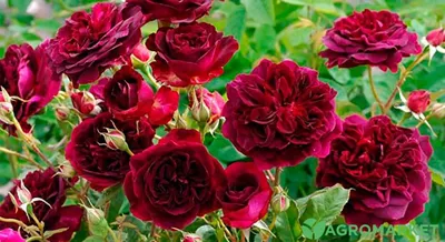 Какие розы самые неприхотливые и зимостойкие: 18 лучших сортов | ivd.ru