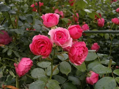 Букет роз сорта Лавьен Розе купить в Твери по цене 1540 рублей | Камелия