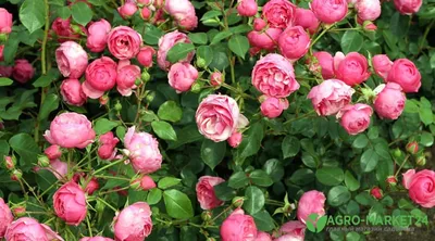 Сорта роз флорибунда: описание роз флорибунда - Agro-Market24