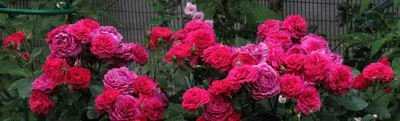 Розы Дельбар: описание и фото сортов | Интернет-магазин садовых растений