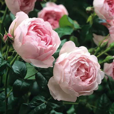 Лучшие сорта парковых роз: фото, названия, описания, советы по уходу | В  цветнике (Огород.ru)