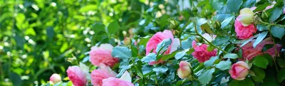 Лучшие сорта роз флорибунда: описание и фото | Интернет-магазин садовых  растений