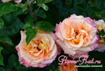 Роза Карамелла / Caramella - описание сорта - Энциклопедия - Всё о цветах  для Вашего сада