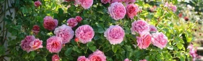 Лучшие сорта миниатюрных роз: описание и фото | Интернет-магазин садовых  растений