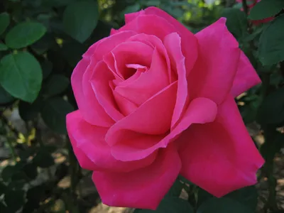 Чайно-гибридные розы — Википедия