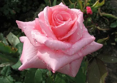 Датч Файер (Dutch Fire) . купить саженцы роз 2022. кустовая роза для  подмосковья. розы шрабы фото и описание. плетистые розы пьер. домашние  кустовые розы как ухаживать. розы для сибири лучшие сорта. сорта