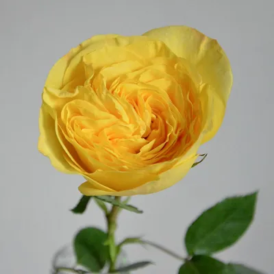 Разновидности роз - сорта и виды — Читайте в блоге «Городской Базы Цветов»