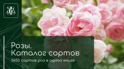 РОЗЫ СОРТ «ФАЙТ» | Цветы в Костроме | ул. Сенная, д. 26 - Самые стильные  букеты в городе