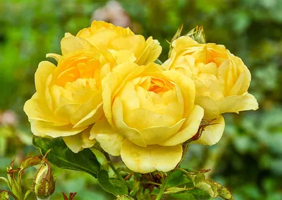 Розы сорта Фулл Монти – цветы с доставкой в Брянске | Iris32