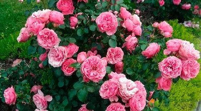 Фото и описание лучших сортов роз | Чайно-гибридная роза, Розы,  Экзотические цветы