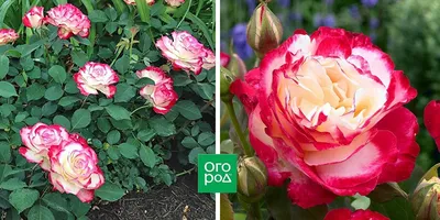 Самые зимостойкие сорта роз – фото, описание, особенности, советы по уходу  | В цветнике (Огород.ru)