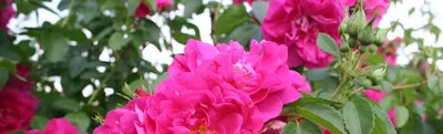 Сорта роз - виды, разновидности и их описание | Блог DonPion