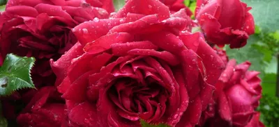 Розы Дельбар: описание и фото сортов | Интернет-магазин садовых растений