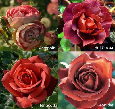 Канадские розы: описание и фото лучших сортов | Интернет-магазин садовых  растений