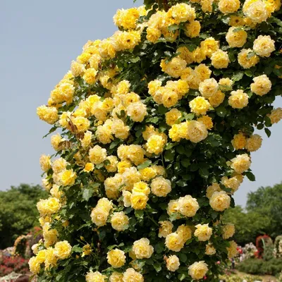 Жёлтые розы: значение и популярные сорта | Во Имя Розы