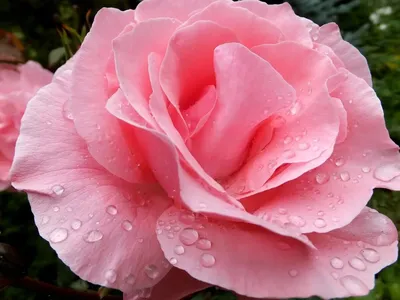 Сравниваем кенийские 40 сантиметровые розы с розами других видов Блог  LotLike