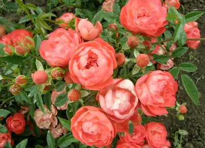 Основные сорта роз для садового дизайна: Описание видов. | Aesthetic  landscape