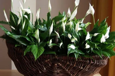 Спатифиллум — эффектный комнатный цветок с большими декоративными листьями,  способный украсить любой дом и офис. Цветет в апреле–июне красивыми белыми  соцветиями.