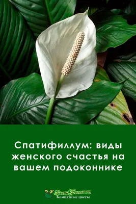 Спатифиллум «Женское счастье» - Как ухаживать в домашних условиях