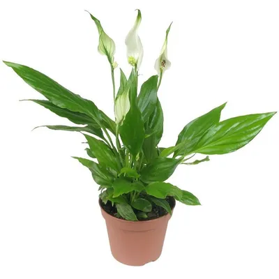 Коллекции растений ЦСБС СО РАН - Spathiphyllum blandum Schott – Спатифиллум  прелестный