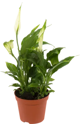 Спатифиллум вариегатный Даймонд ⌀12 40 см купить в Москве с доставкой |  Магазин растений Bloom Story (Блум Стори)