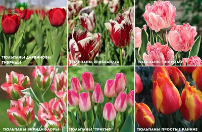 Tulip - Виды и сорта тюльпанов, названия и фотографии Строгой и четкой  классификации видов, входящих в род Тюльпан, до сих пор не существует.  Большинство известных систем сложны, запутанны, и в них постоянно