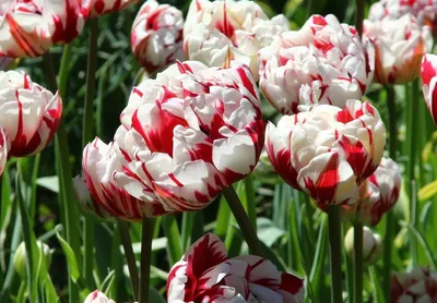 Тюльпаны в саду: популярные сорта, посадка, уход🌷