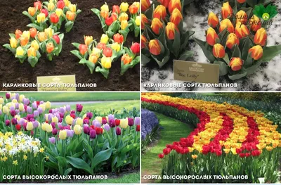 Крупнейшие тюльпаны и другие виды Tulipa L., фото