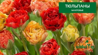 СонцеCад - Луковицы тюльпанов. Уникальные сорта из Голландии