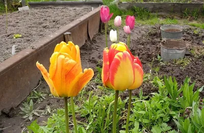 Купить тюльпаны оптом на 8 марта 2022 года: цены и бронирование - Arcus  Flowers