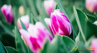 ⚜ Махровые тюльпаны: лучшие сорта! ⚜| GreenMarket