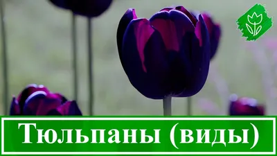 Всё тюльпанах :: Flower Bazar