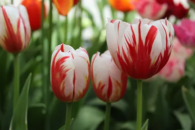 Сорта тюльпанов. Обзор fiftyflowers.ru