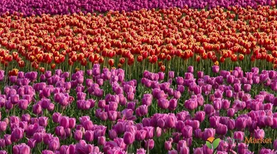 Тюльпаны, сорт Strong Love в Минске. Цена от 95 копеек.