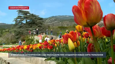 19 Тюльпанов в крафте сорта Санбелт - купить с доставкой в Иркутске